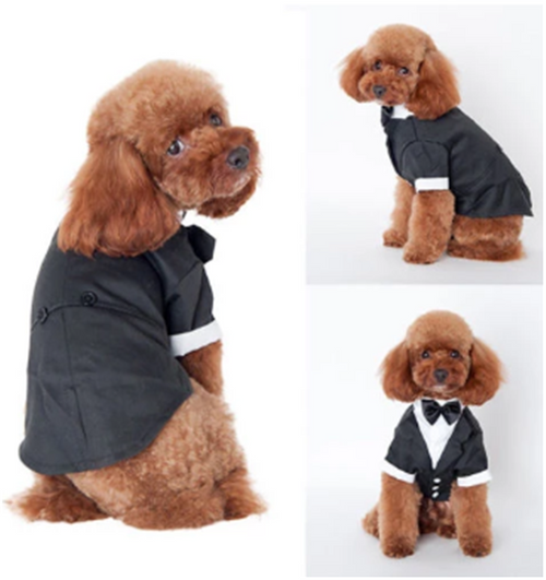 Teddy Clothes for Golden Retriever Fall Winter Suit