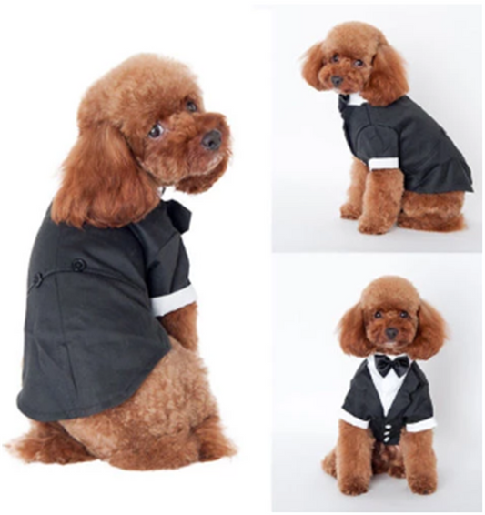 Teddy Clothes for Golden Retriever Fall Winter Suit