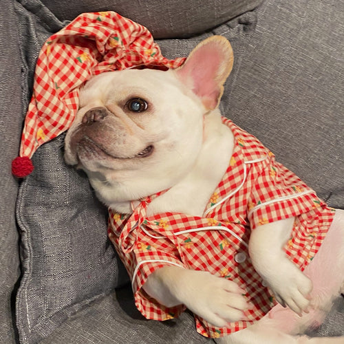 Teddy Schnauzer Clothing for Dogs and Cats