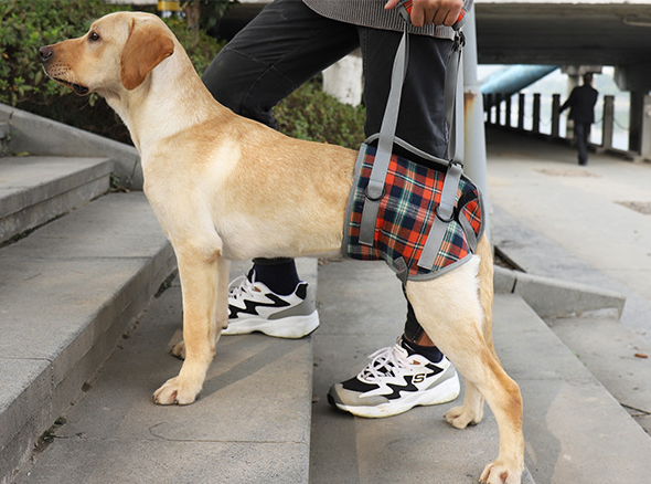 Assistive Belt for Elderly Dogs - Postoperative Rehab Sling