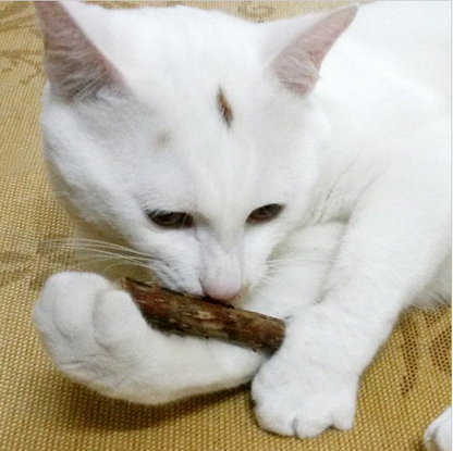 Natural Cat Teeth Cleaning Fruit Chew Toy Stick