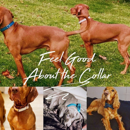 Velvet Personalized Dog Collar & Leash Set with Bow