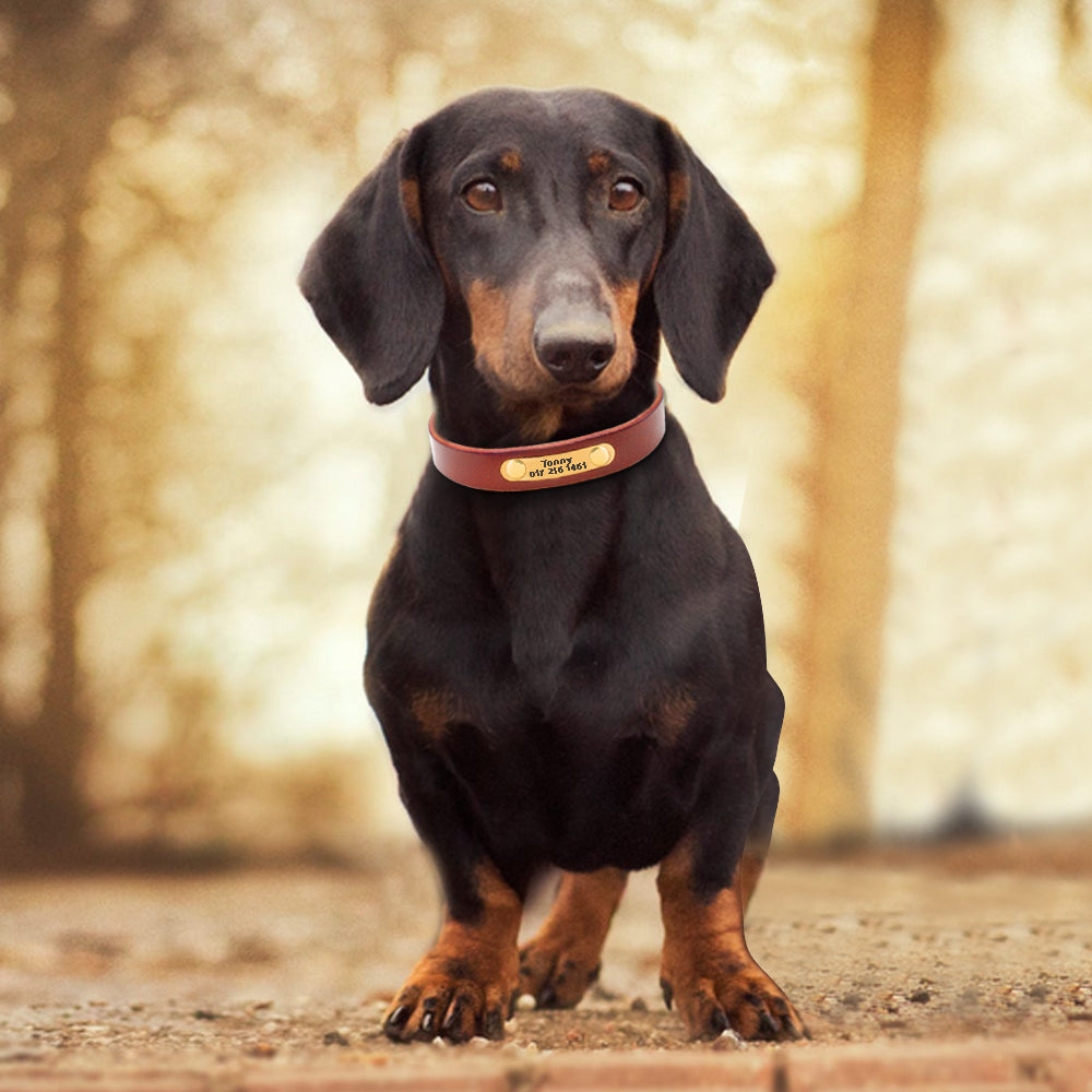 Customizable Leather Dog Collar for All Breeds