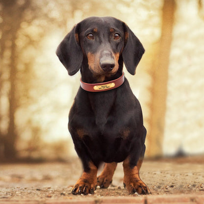 Customizable Leather Dog Collar for All Breeds