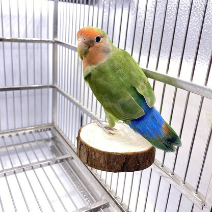 Wooden Parrot Platform with Swing and Toy Supplies