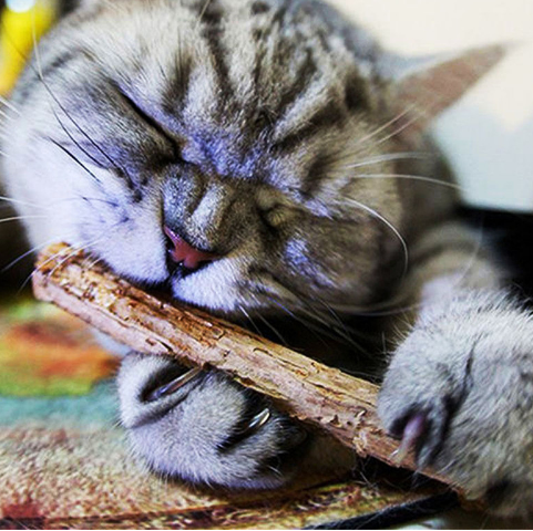 Natural Cat Teeth Cleaning Fruit Chew Toy Stick