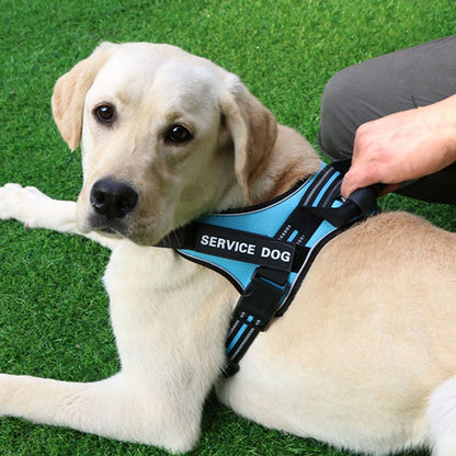 Medium and Large Dog Leash with Chest Strap Vest