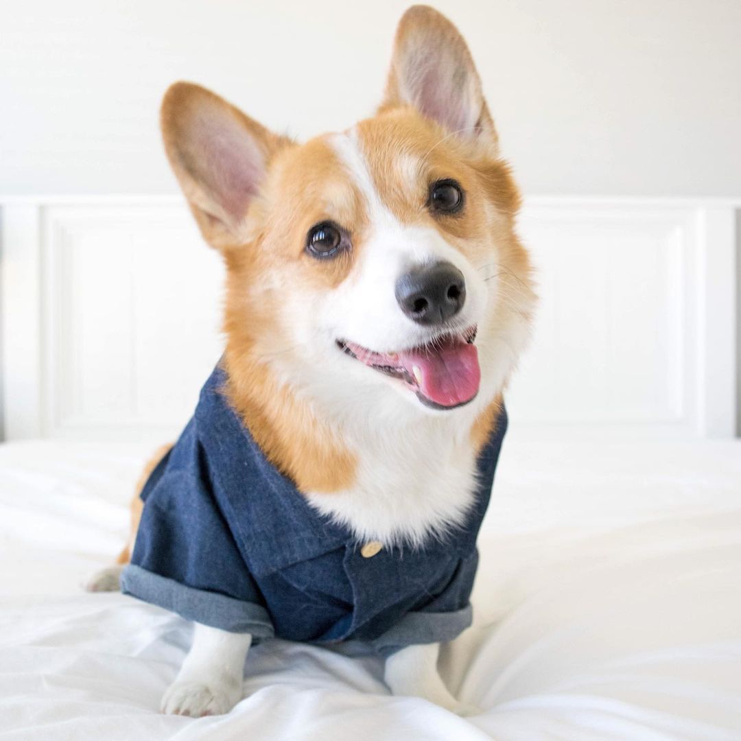 Summer Pet Printed Cotton Outfits for Small Dogs