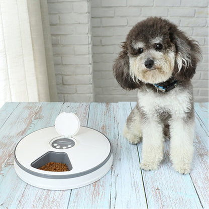 Automatic Pet Feeder for Cats and Small Dogs