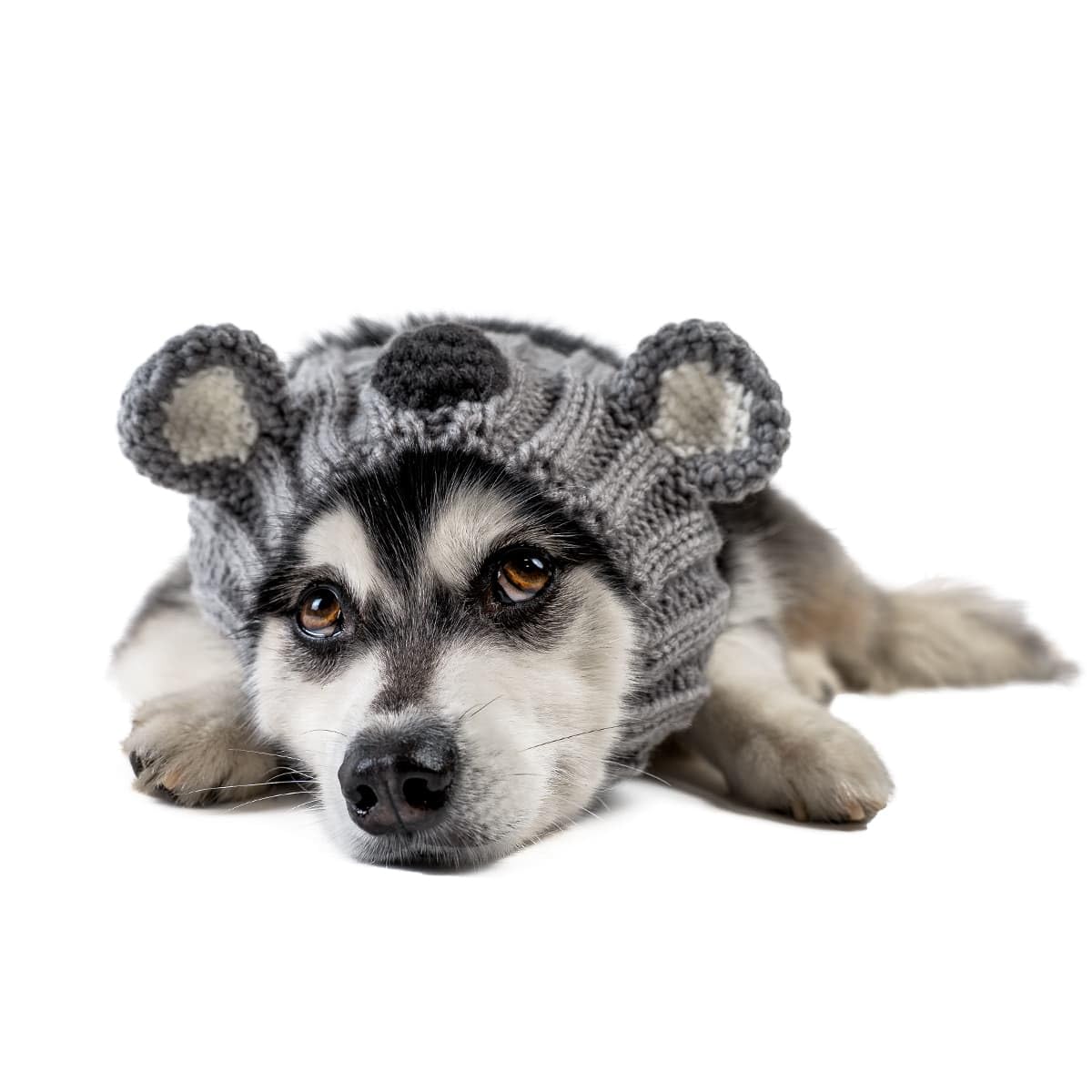 Zoo Snoods Koala Costume - Warm Knit Dog Snood Wrap for Pets Neck Ear Cover Protection Halloween Winter (Medium)