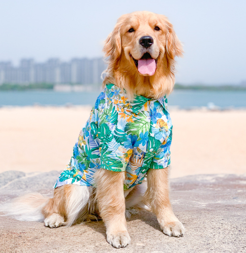 Summer Outfits for Small Dogs - Teddy, Schnauzer, Pomeranian