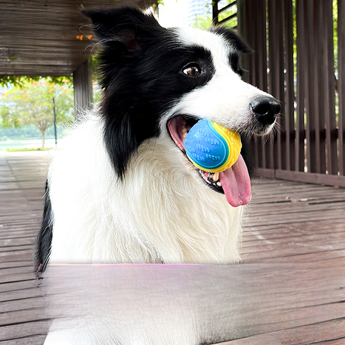 Durable TPR Dog Chew Ball with Sound - Training Toy