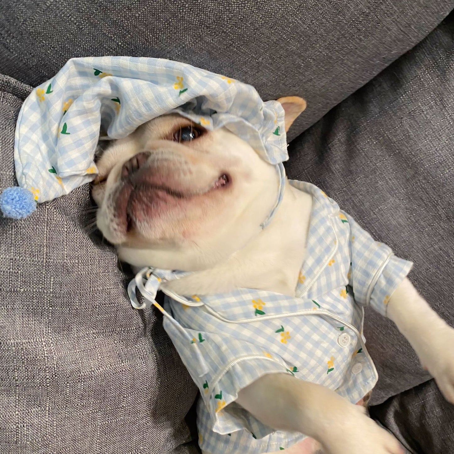 Teddy Schnauzer Clothing for Dogs and Cats