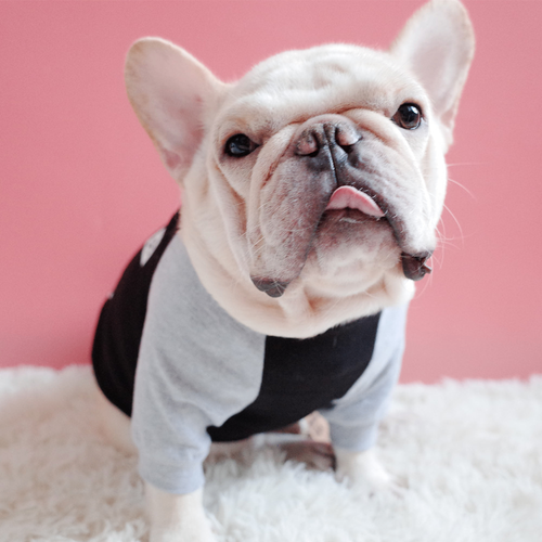 Pet Dog Fashion Sweater - Two-Legged Clothing