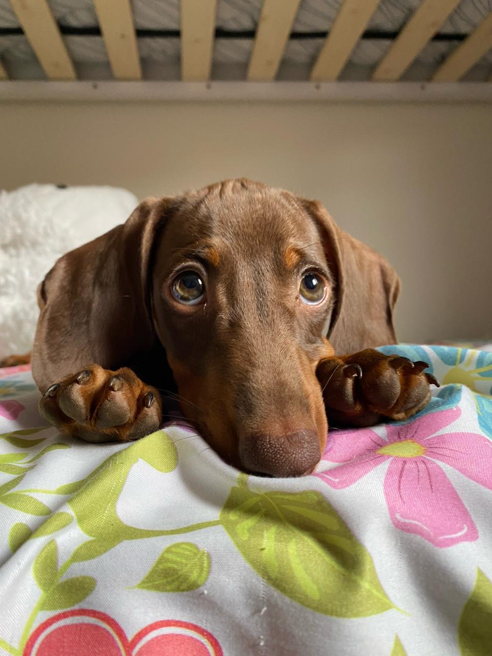 Milo resting his chin between his paws at home