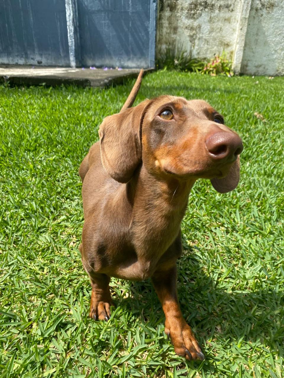 Milo, the face of Tailery, sitting in the garden